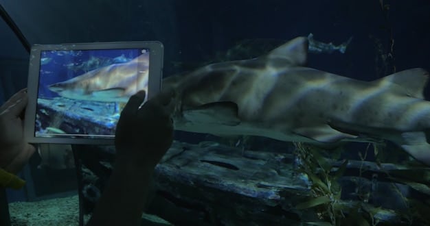 A split-screen image showing a Wild Rift livestream on one side and a donation page or interface on the other, highlighting how viewers can watch and contribute simultaneously. Annotations can point out donation buttons and chat features.