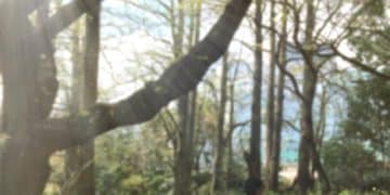Nature and Mental Health: Benefits of Outdoors in the US - Cover Image