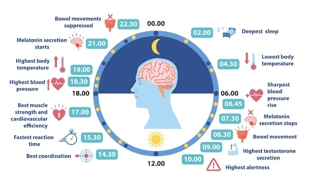 A detailed infographic illustrating the neurological benefits of meditation, showing areas of the brain that increase activity and connectivity, with scientific icons and a modern, clean design, emphasizing its impact on mental wellness.